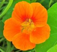 Capucines fleur