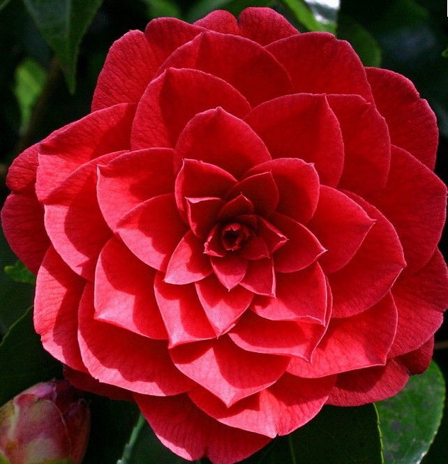 camelia fleur