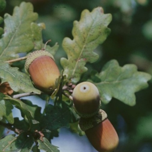 Chene fruit