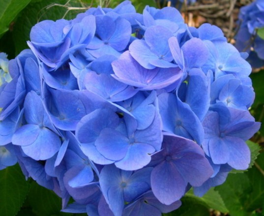 Hortensia fleur