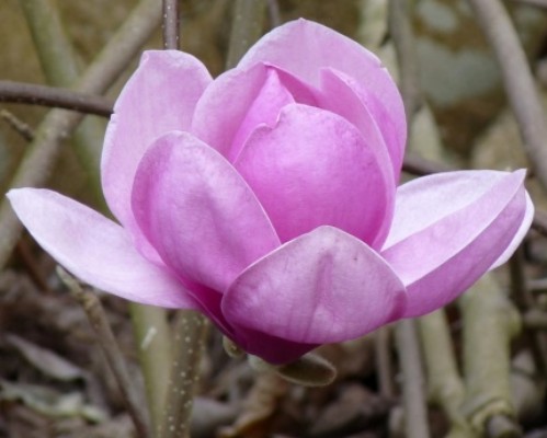 Magnolia fleur