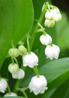 Muguet fleur