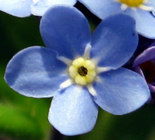 Myosotis fleur